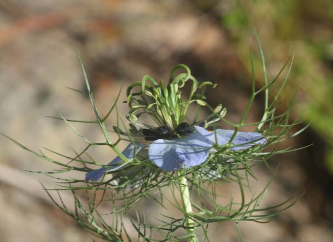 Ranunculaceae: Nigella damascena?   S !